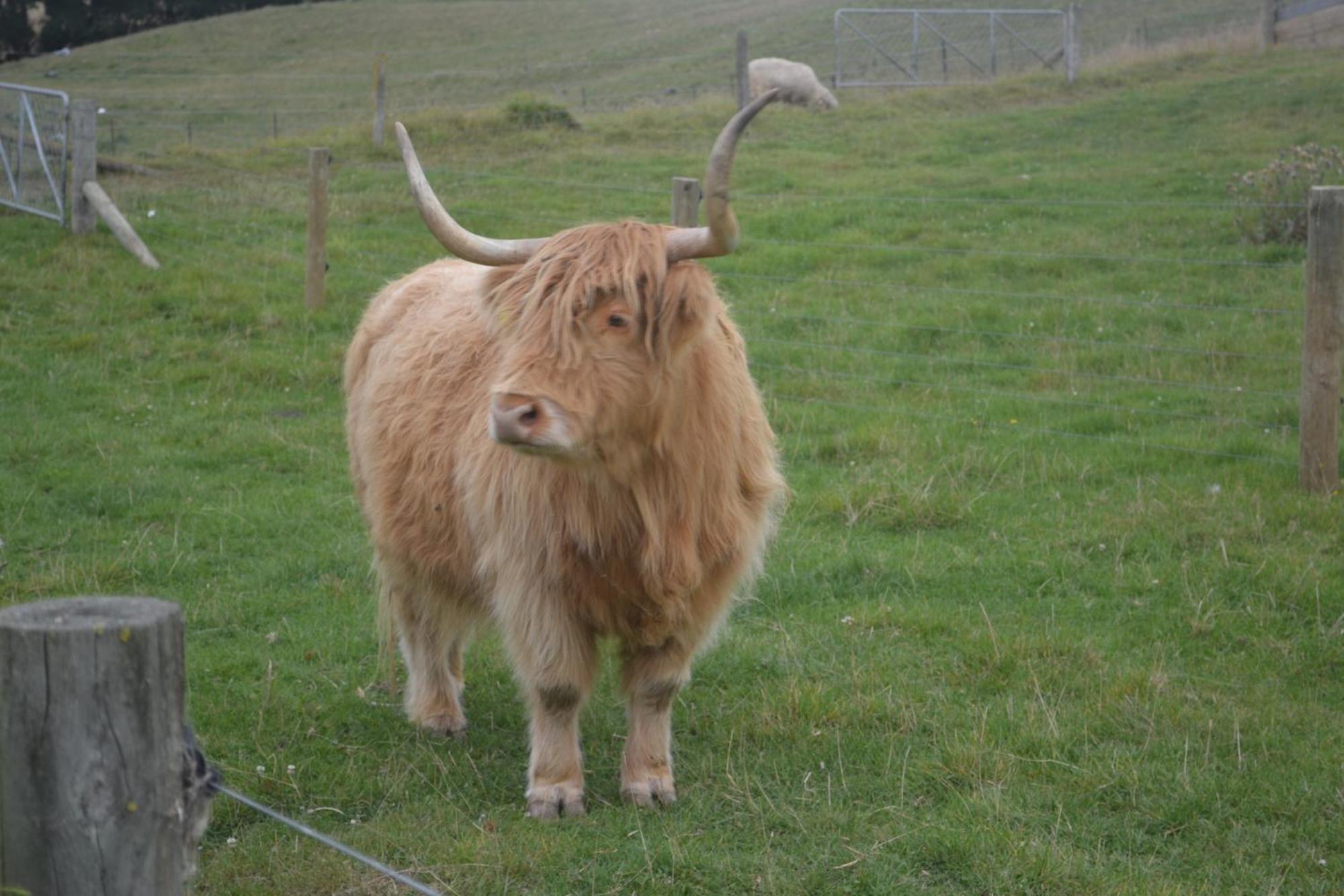 Highlands On Homestead Oamaru Eksteriør billede